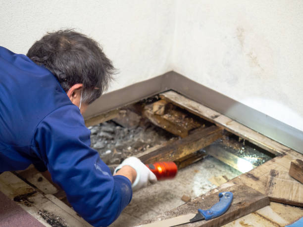 Best Mold Cleaning Services  in Carthage, TX