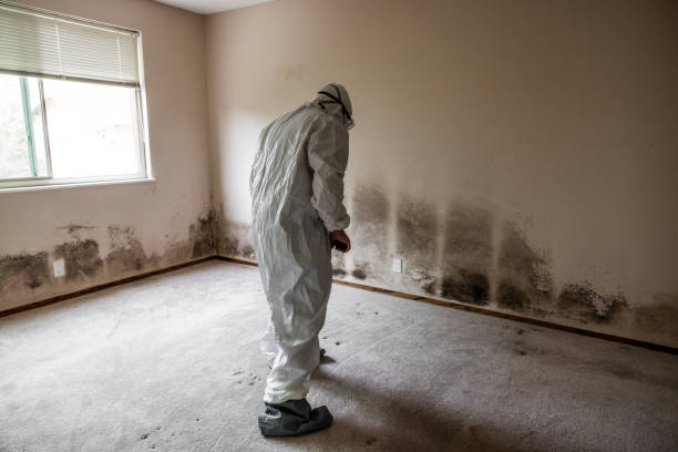 Mold Removal Process in Carthage, TX