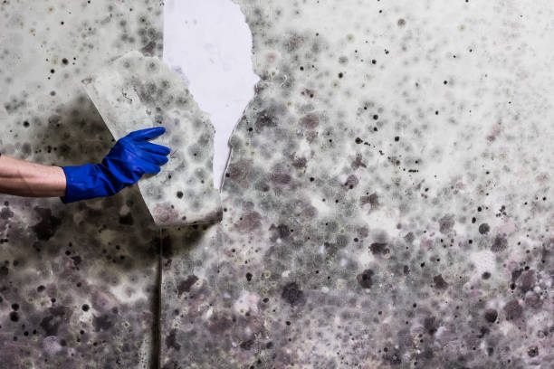 Attic Mold Removal in Carthage, TX
