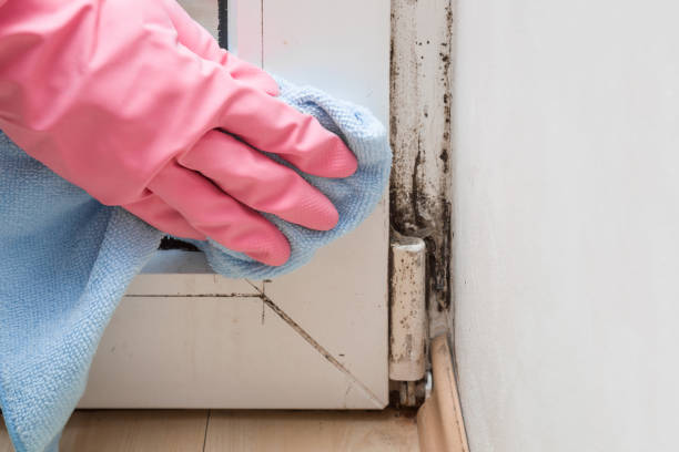 Best Mold Testing  in Carthage, TX