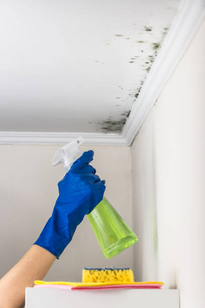 Best Professional Mold Removal  in Carthage, TX